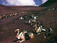 Camellos en Timanfaya